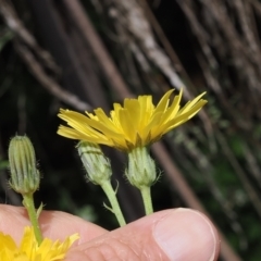 Picris angustifolia subsp. merxmuelleri at Cotter River, ACT - 21 Jan 2023