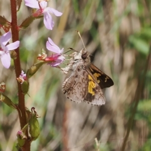 Trapezites phigalioides at Cotter River, ACT - 21 Jan 2023