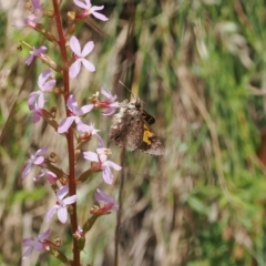 Trapezites phigalioides at Cotter River, ACT - 21 Jan 2023