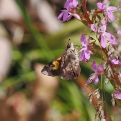 Trapezites phigalioides at Cotter River, ACT - 21 Jan 2023