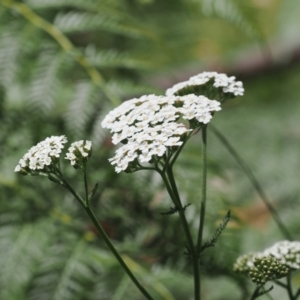 Achillea millefolium at Cotter River, ACT - 21 Jan 2023