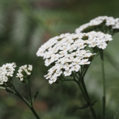 Achillea millefolium at Cotter River, ACT - 21 Jan 2023