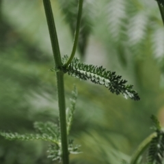 Achillea millefolium at Cotter River, ACT - 21 Jan 2023