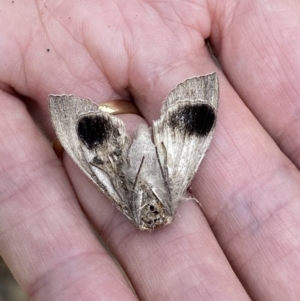 Lepidoptera unclassified ADULT moth at Cotter River, ACT - 21 Jan 2023