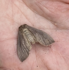 Lepidoptera unclassified ADULT moth at Cotter River, ACT - 21 Jan 2023