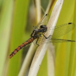 Nannophya dalei at Paddys River, ACT - 22 Jan 2023