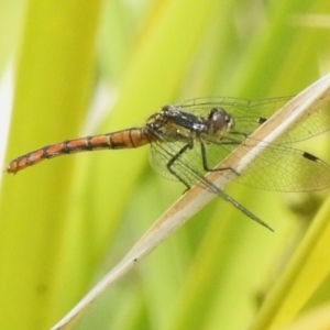 Nannophya dalei at Paddys River, ACT - 22 Jan 2023