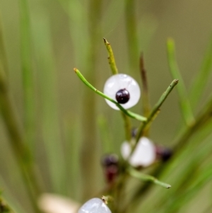 Exocarpos strictus at Mittagong, NSW - 21 Jan 2023