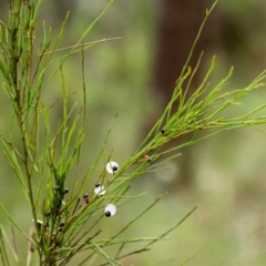 Exocarpos strictus at Mittagong, NSW - 21 Jan 2023