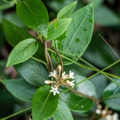 Marsdenia suaveolens (Scented Marsdenia) at Mittagong, NSW - 20 Jan 2023 by Aussiegall