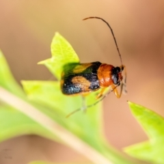 Aporocera (Aporocera) jocosa (Leaf beetle) at Mittagong - 20 Jan 2023 by Aussiegall