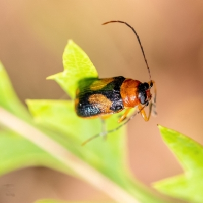 Aporocera (Aporocera) jocosa (Leaf beetle) at Wingecarribee Local Government Area - 20 Jan 2023 by Aussiegall