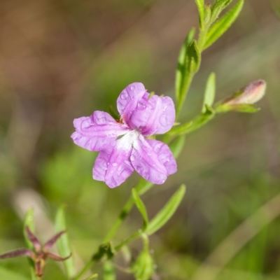Coopernookia barbata (Purple Coopernookia) at Wingecarribee Local Government Area - 20 Jan 2023 by Aussiegall