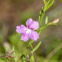 Coopernookia barbata (Purple Coopernookia) at Mittagong, NSW - 20 Jan 2023 by Aussiegall