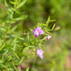 Coopernookia barbata at Mittagong, NSW - 21 Jan 2023