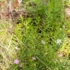 Coopernookia barbata at Mittagong, NSW - 21 Jan 2023