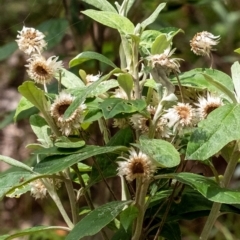 Coronidium elatum subsp. elatum (Tall Everlasting) at Mittagong, NSW - 21 Jan 2023 by Aussiegall