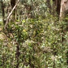 Coronidium elatum subsp. elatum at Mittagong, NSW - 21 Jan 2023