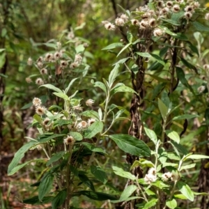 Coronidium elatum subsp. elatum at Mittagong, NSW - 21 Jan 2023