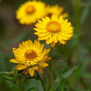 Xerochrysum bracteatum at Mittagong, NSW - 21 Jan 2023