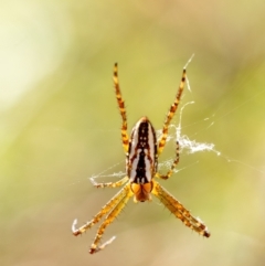 Plebs bradleyi (Enamelled spider) at Mittagong - 20 Jan 2023 by Aussiegall