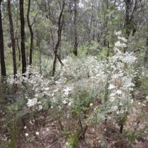 Actinotus helianthi at Mittagong, NSW - 21 Jan 2023