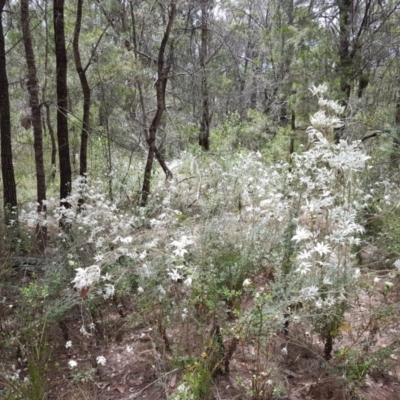 Actinotus helianthi (Flannel Flower) at Mittagong - 21 Jan 2023 by Aussiegall