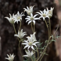 Actinotus helianthi at Mittagong, NSW - 21 Jan 2023