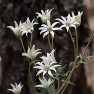 Actinotus helianthi at Mittagong, NSW - 21 Jan 2023