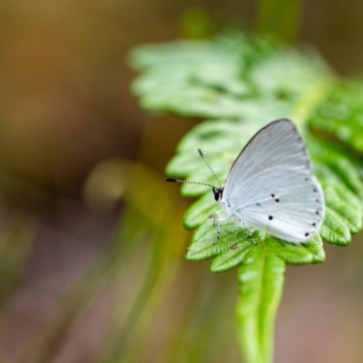 Candalides xanthospilos (Yellow-spotted Blue) at Wingecarribee Local Government Area - 21 Jan 2023 by Aussiegall