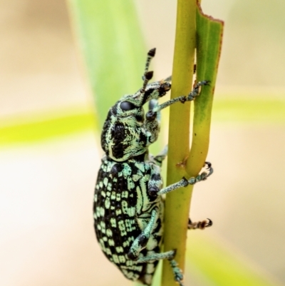 Chrysolopus spectabilis (Botany Bay Weevil) at Wingecarribee Local Government Area - 21 Jan 2023 by Aussiegall