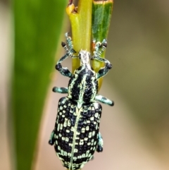 Chrysolopus spectabilis at Mittagong, NSW - 21 Jan 2023 12:16 PM