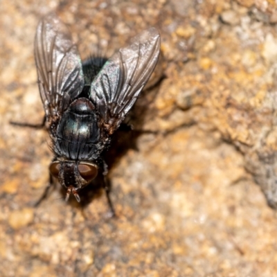 Calliphora vicina (European bluebottle) at Wingecarribee Local Government Area - 21 Jan 2023 by Aussiegall