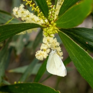 Pieris rapae at Penrose, NSW - 21 Jan 2023 04:53 PM
