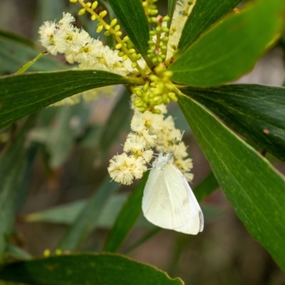 Pieris rapae (Cabbage White) at Penrose - 21 Jan 2023 by Aussiegall