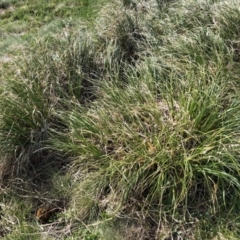 Chionochloa frigida (Ribbon Grass) at Geehi, NSW - 21 Jan 2023 by jgiacon