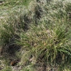 Chionochloa frigida (Ribbon Grass) at Geehi, NSW - 21 Jan 2023 by JohnGiacon