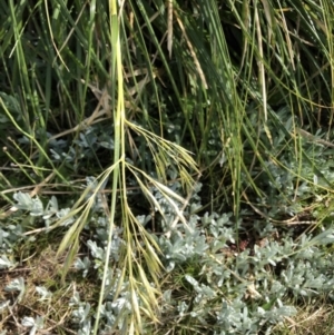 Chionochloa frigida at Geehi, NSW - 21 Jan 2023