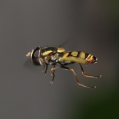 Unidentified Hover fly (Syrphidae) (TBC) at Wellington Point, QLD - 21 Jan 2023 by TimL