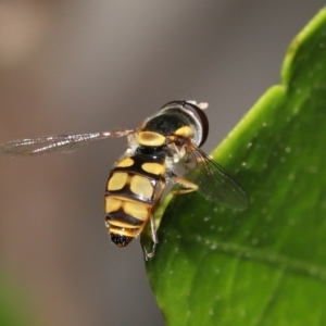 Simosyrphus grandicornis at Wellington Point, QLD - suppressed