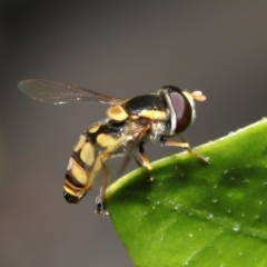 Simosyrphus grandicornis at Wellington Point, QLD - suppressed