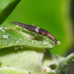 Unidentified Green Lacewing (Chrysopidae) at Wellington Point, QLD - 21 Jan 2023 by TimL