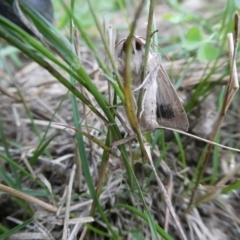 Helicoverpa armigera (Cotton bollworm, Corn earworm) at QPRC LGA - 3 Feb 2021 by arjay