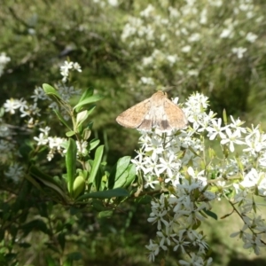 Helicoverpa armigera at Charleys Forest, NSW - 3 Feb 2021