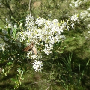 Helicoverpa armigera at Charleys Forest, NSW - 3 Feb 2021