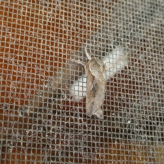 Elhamma australasiae (A Swift or Ghost moth (Hepialidae)) at Charleys Forest, NSW - 26 Jan 2021 by arjay