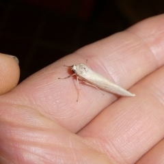 Lepidoptera unclassified ADULT moth (Unidentified - Moth) at Mongarlowe River - 5 Feb 2022 by arjay