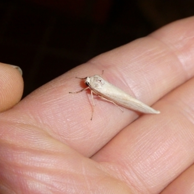 Lepidoptera unclassified ADULT moth (Unidentified - Moth) at Charleys Forest, NSW - 5 Feb 2022 by arjay