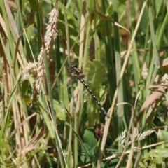 Synthemis eustalacta (Swamp Tigertail) at Namadgi National Park - 21 Jan 2023 by RAllen