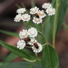 Ozothamnus stirlingii (Ovens Everlasting) at Namadgi National Park - 21 Jan 2023 by RAllen